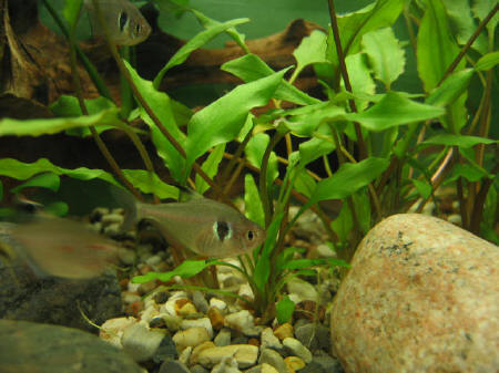 &copy; Zierfischfreunde Immenhausen-Holzhausen MEGALAMPHODUS MEGALOPTERUS 